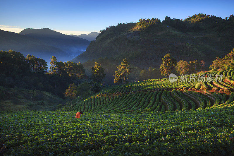 日出在草莓田梯田在doi angkang，清迈，泰国。